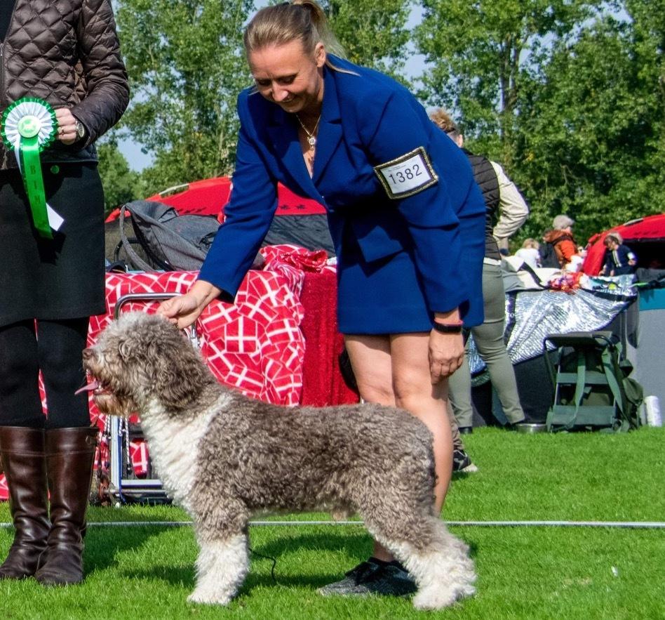 Spansk Vandhund Esmero Taurus aka Wally billede 2