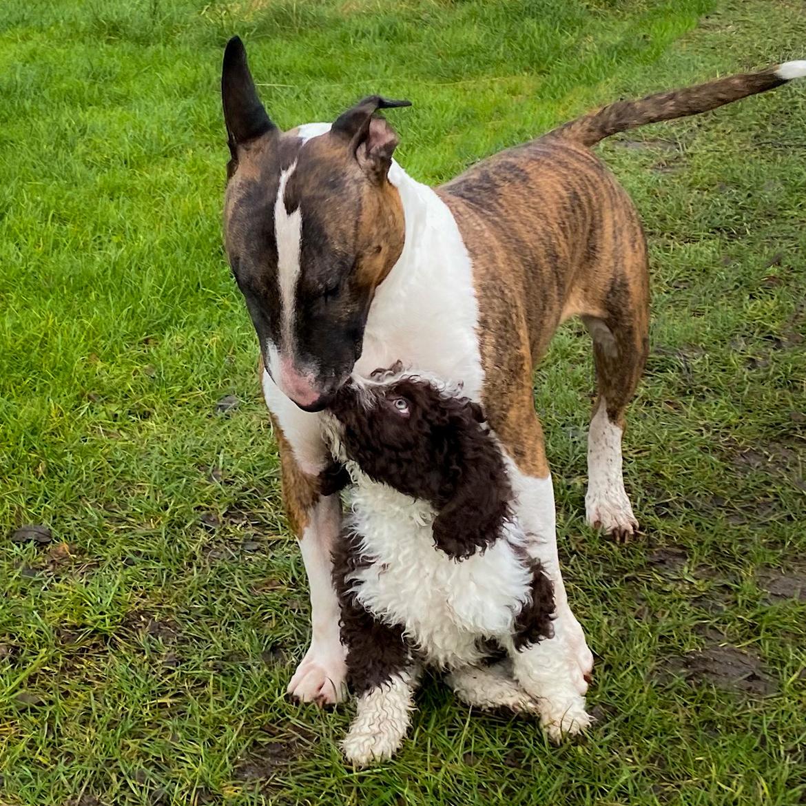 Spansk Vandhund Esmero Taurus aka Wally billede 7