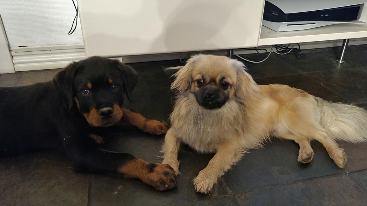 Tibetansk spaniel Django billede 2