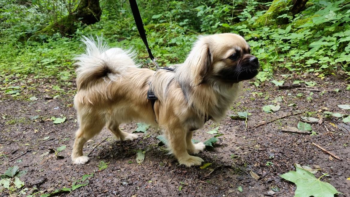 Tibetansk spaniel Django billede 3