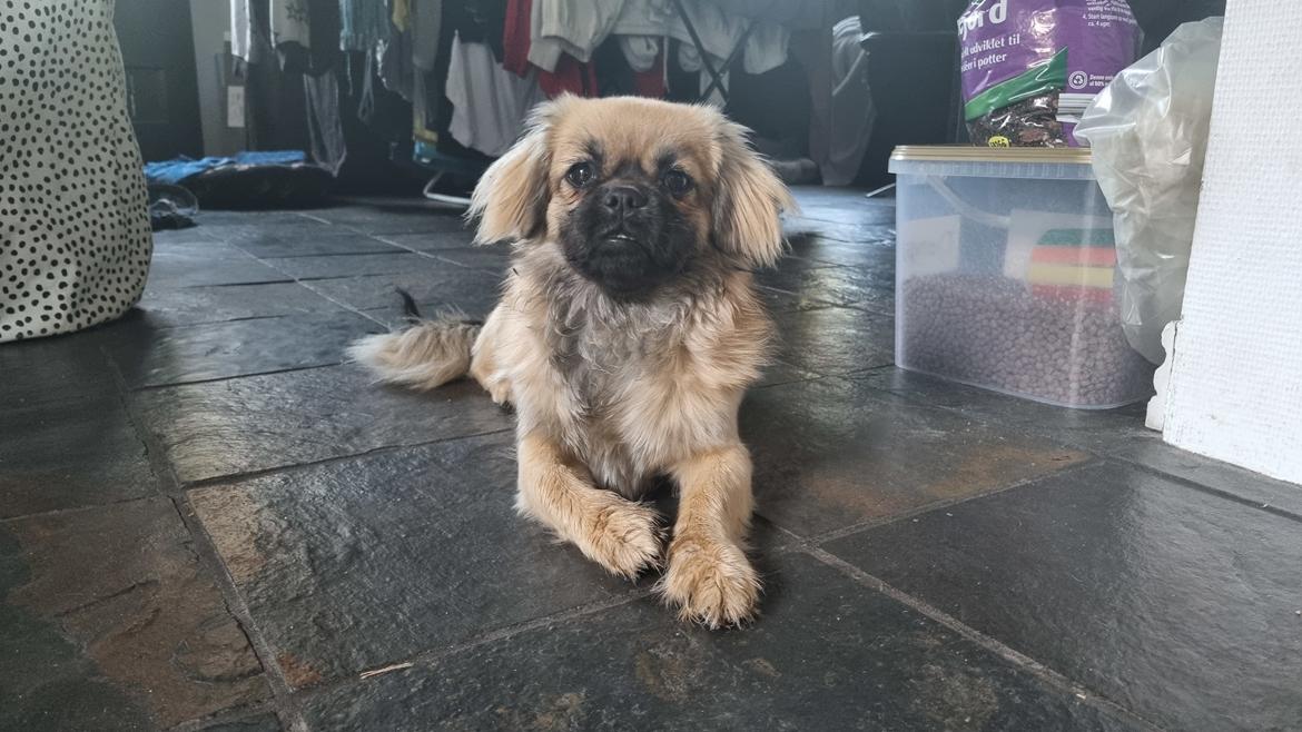 Tibetansk spaniel Django billede 4