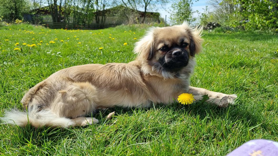 Tibetansk spaniel Django billede 6