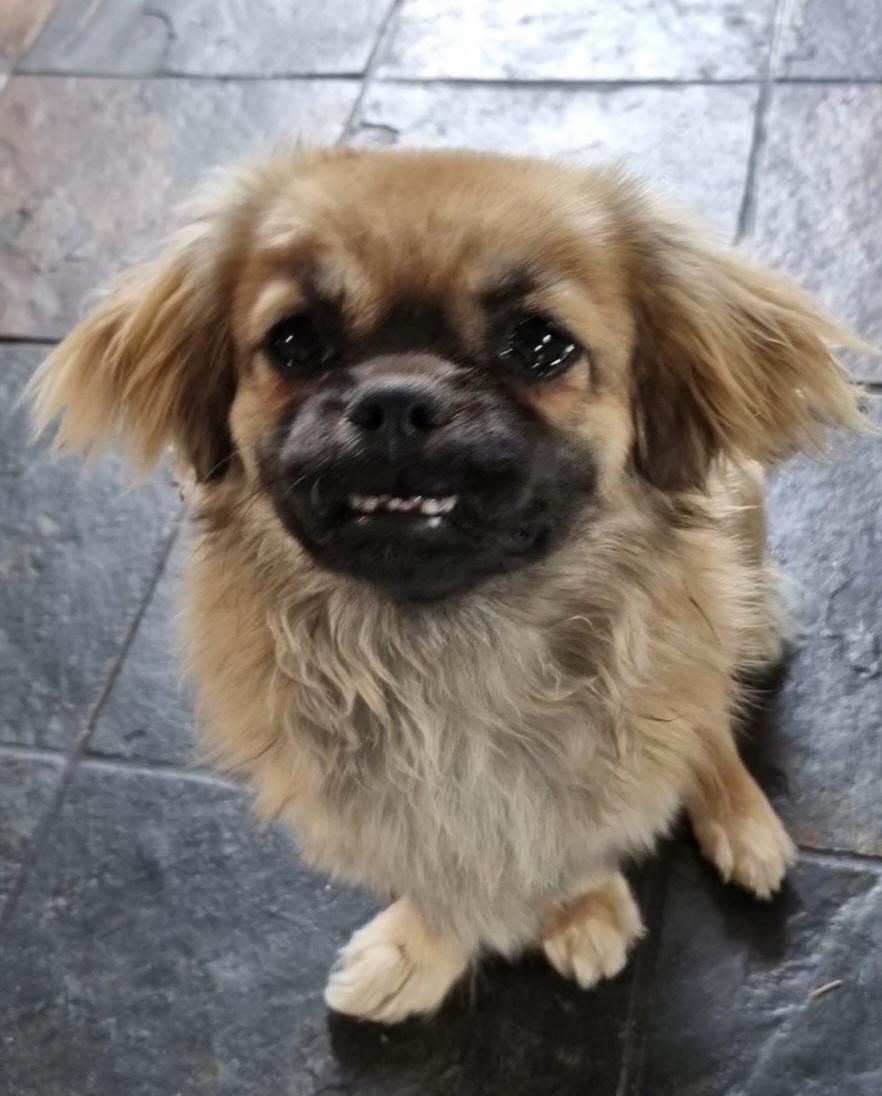 Tibetansk spaniel Django billede 5