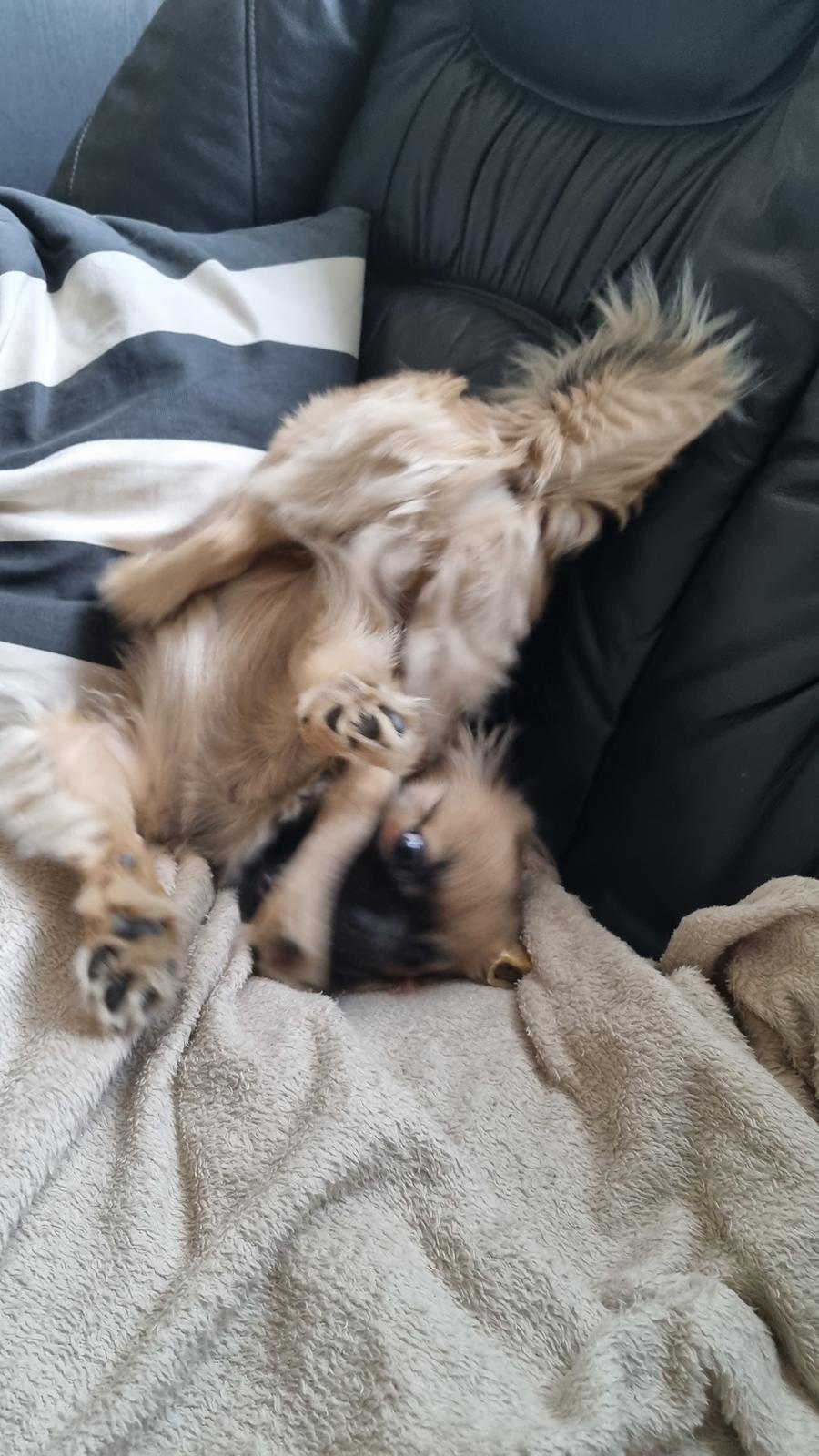 Tibetansk spaniel Django billede 7