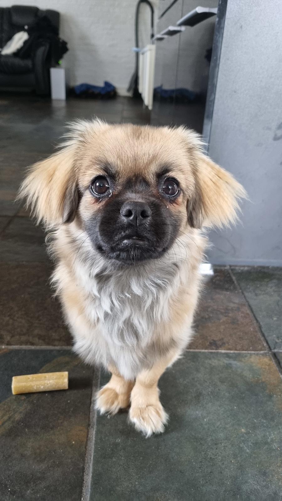 Tibetansk spaniel Django billede 9