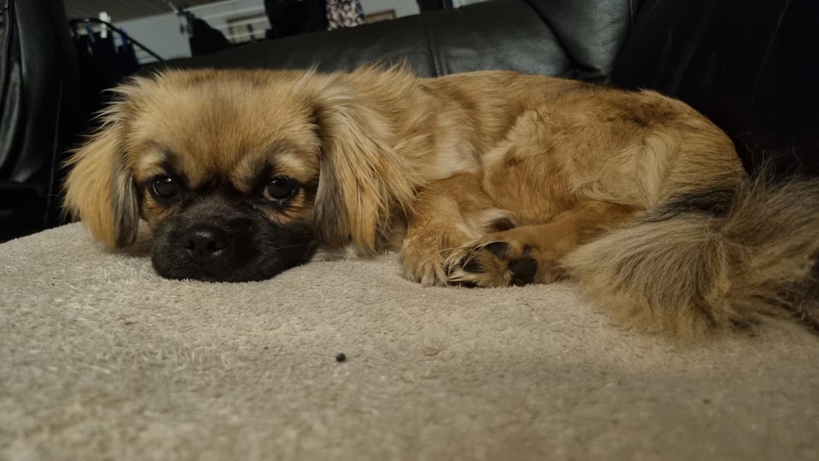 Tibetansk spaniel Django billede 10