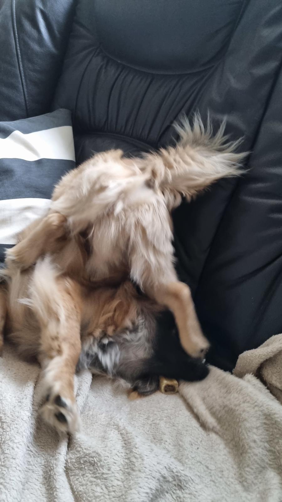 Tibetansk spaniel Django billede 8