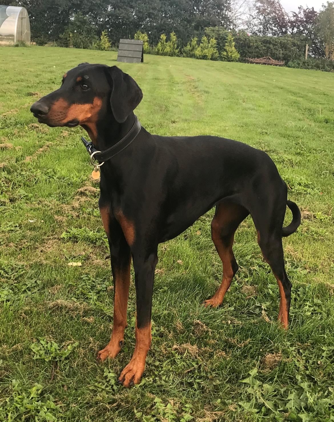 Dobermann Penny von Engelhardt - På sin 2 års fødselsdag billede 1