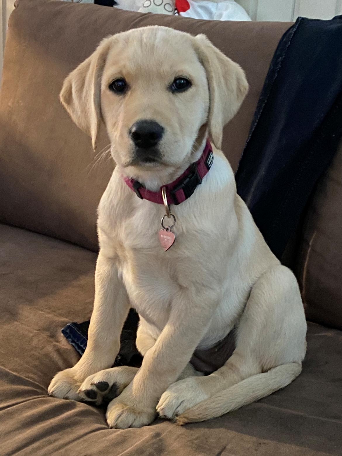 Labrador retriever Molly billede 2