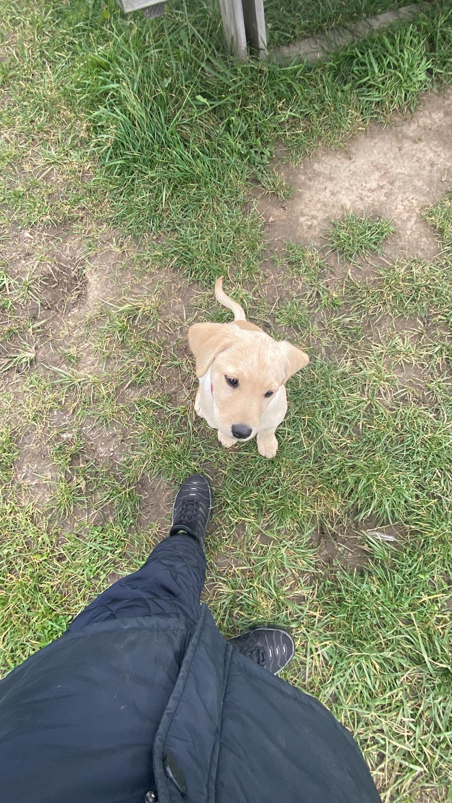 Labrador retriever Molly billede 5