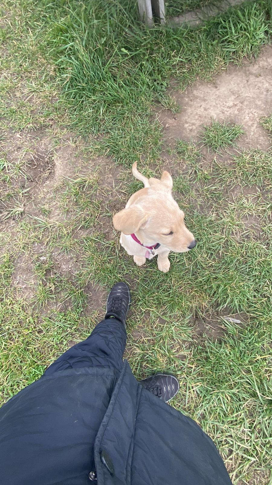 Labrador retriever Molly billede 6