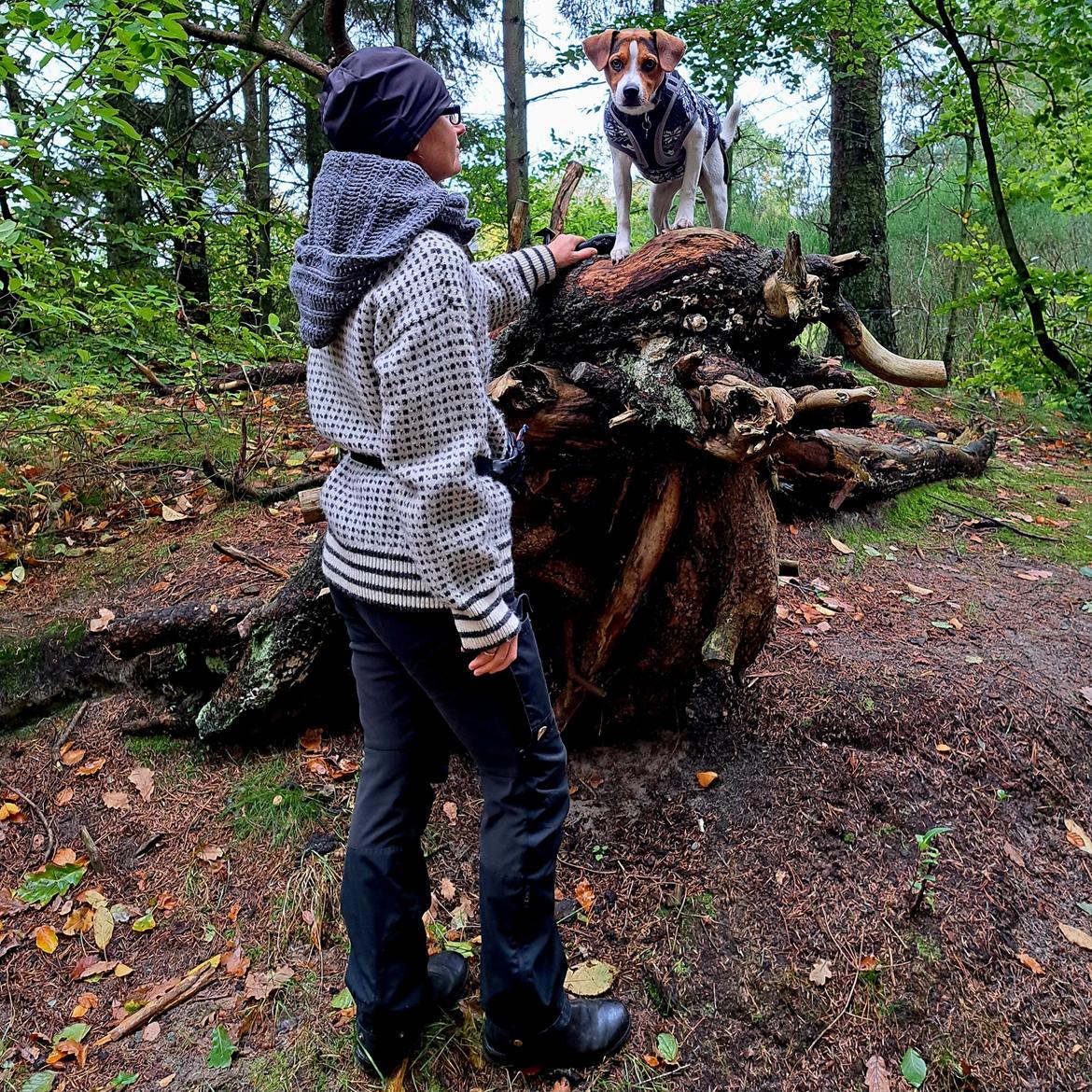 Dansk svensk gaardhund Eddie R.I.P. - 27. oktober 2023 billede 30