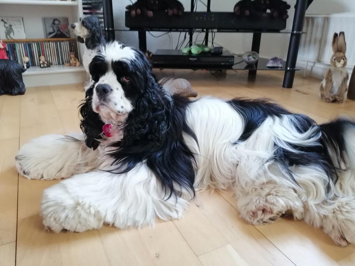 Amerikansk cocker spaniel Mary  billede 23