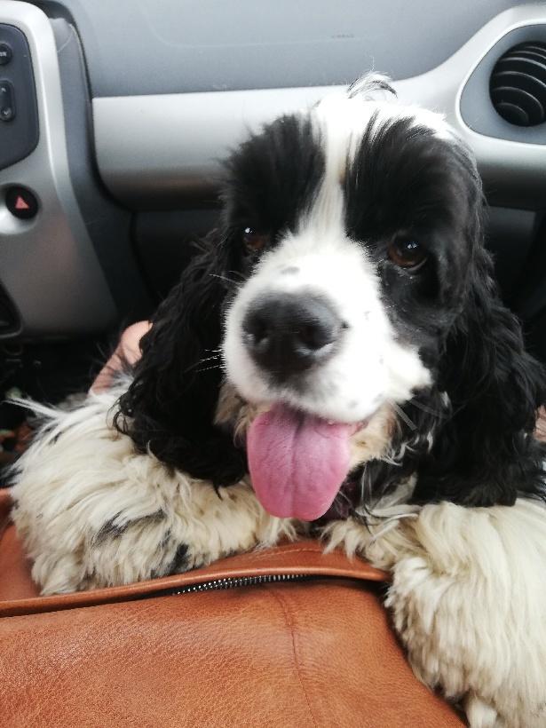 Amerikansk cocker spaniel Mary  billede 25