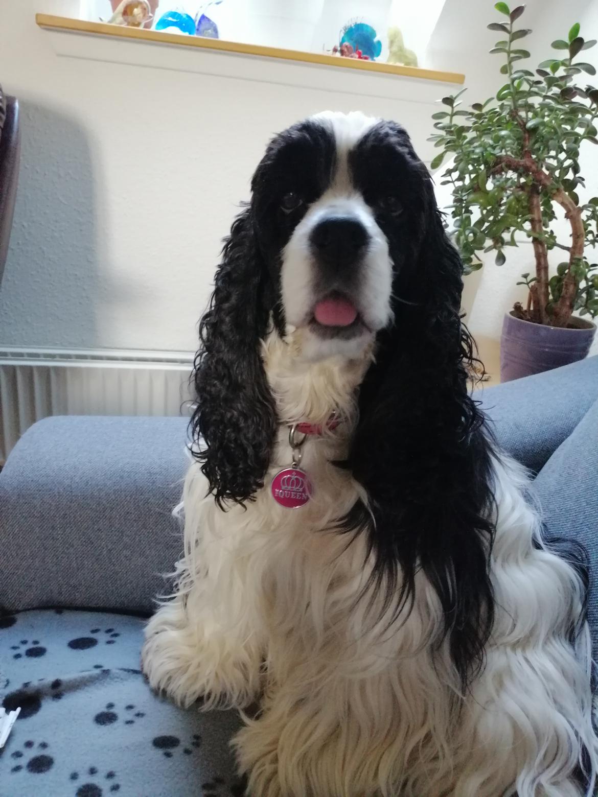 Amerikansk cocker spaniel Mary  billede 26