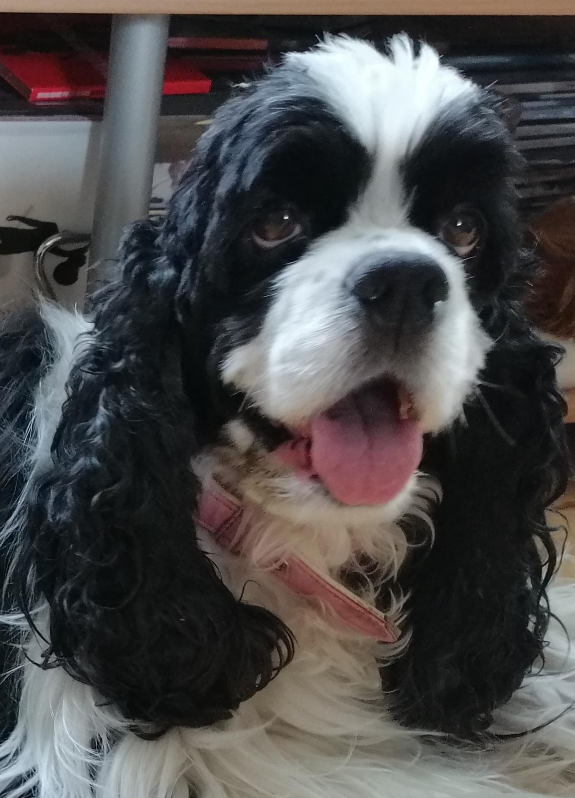 Amerikansk cocker spaniel Mary  billede 24