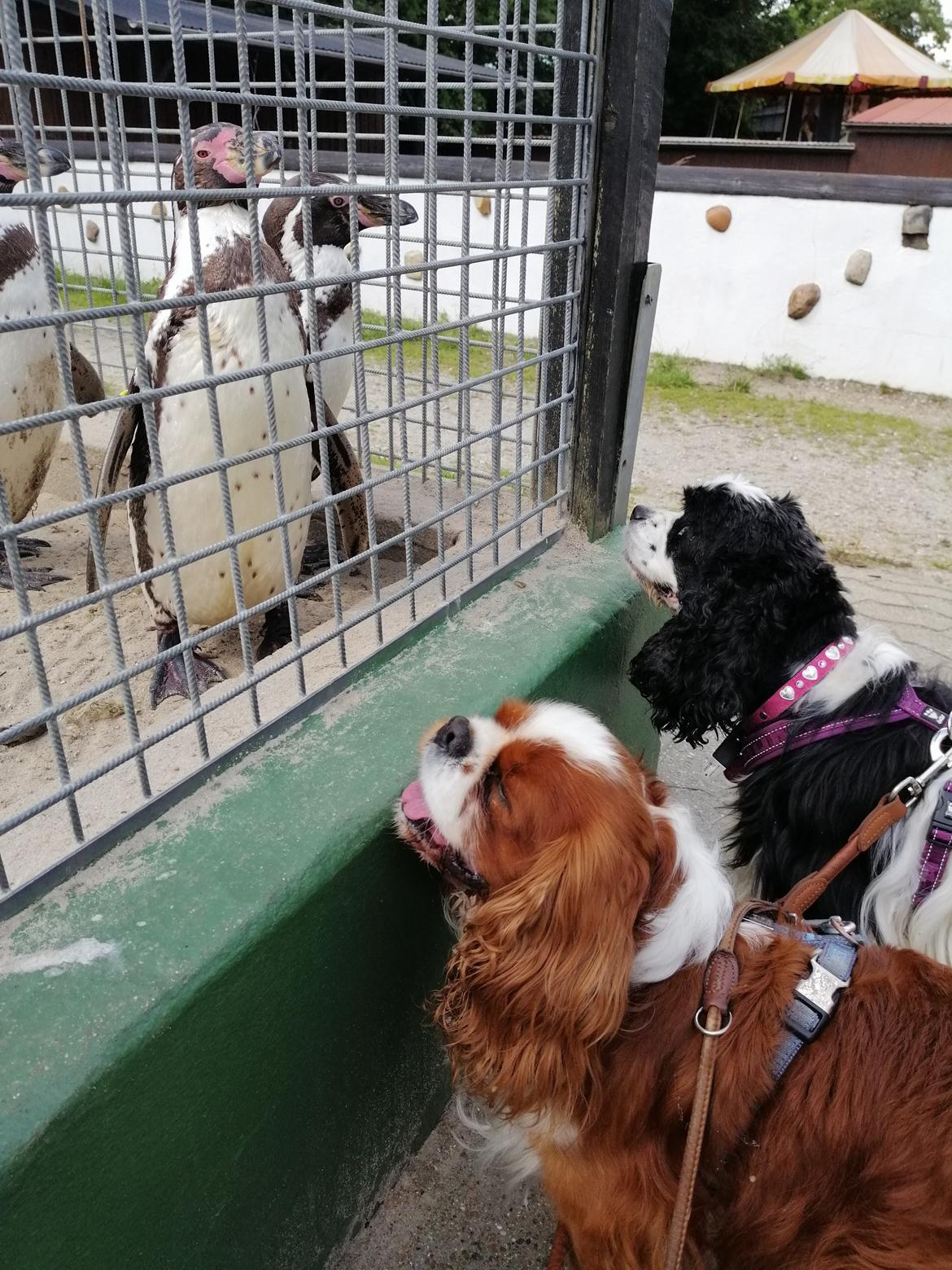 Amerikansk cocker spaniel Mary  billede 27