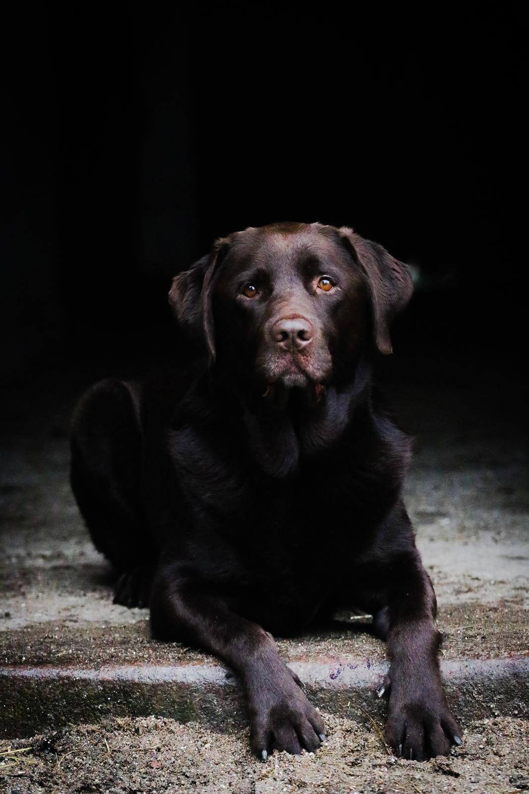 Labrador retriever Cody billede 1