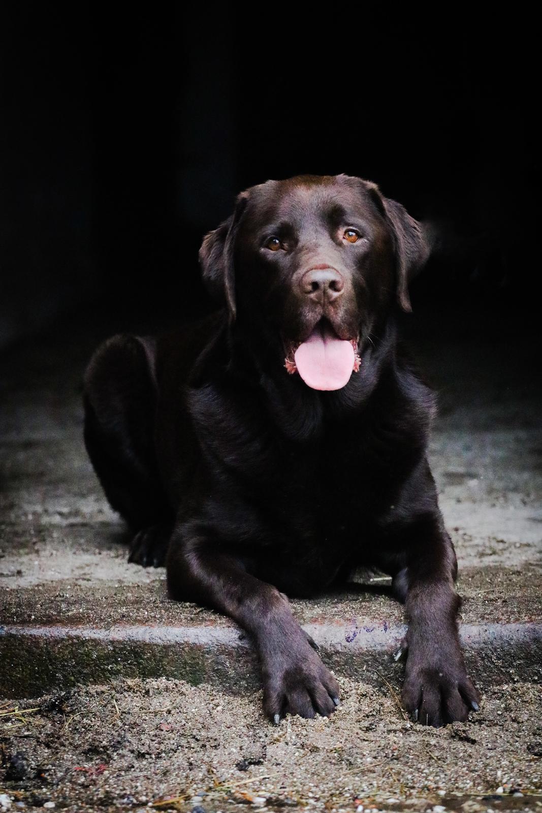 Labrador retriever Cody billede 46