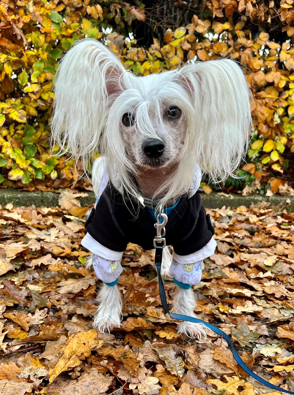 Chinese crested hårløs Malthe billede 6