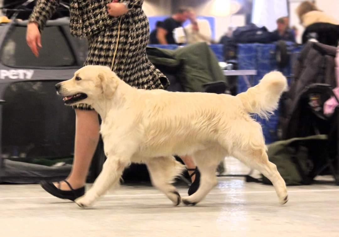 Golden retriever DKJUCH Manhattan V.D. Corner Brook - DKK Winter Wonder Show d. 11. November 2023  Åben klasse EX1(6) - CK - 2.BHK - R.CAC - R.CACIB billede 6