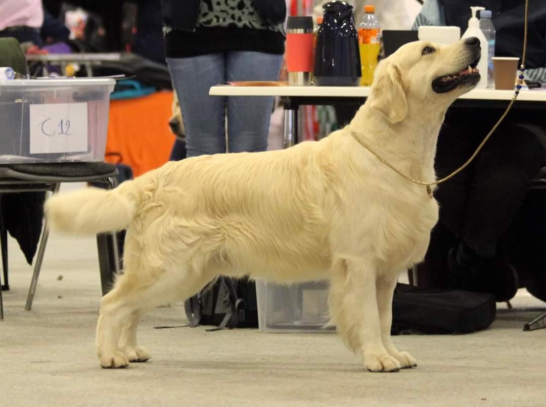 Golden retriever DKJUCH Manhattan V.D. Corner Brook - DKK Winter Wonder Show d. 11. November 2023  Åben klasse EX1(6) - CK - 2.BHK - R.CAC - R.CACIB billede 5