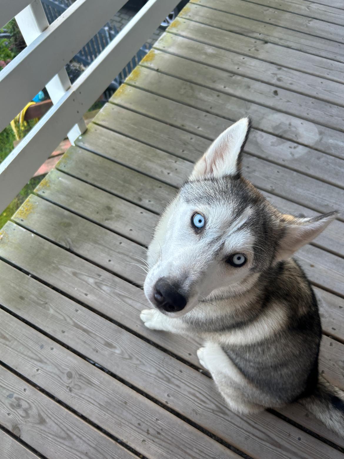 Siberian husky Balkan billede 2