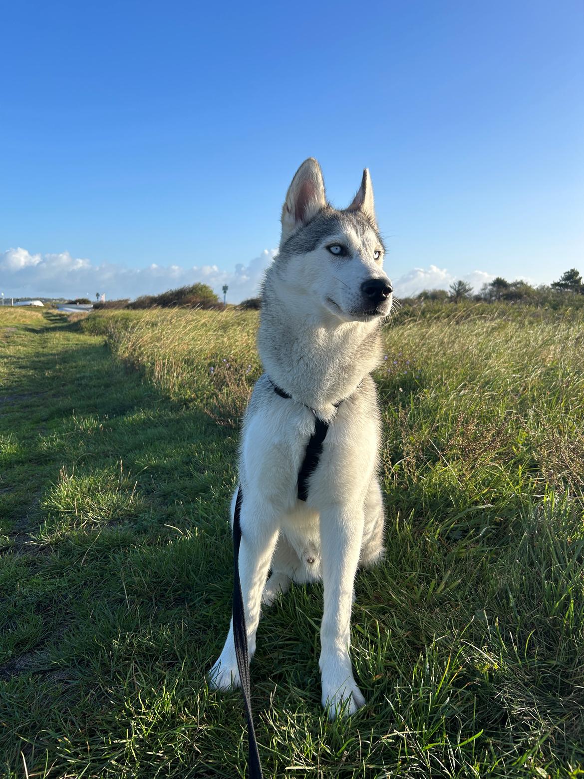 Siberian husky Balkan billede 1