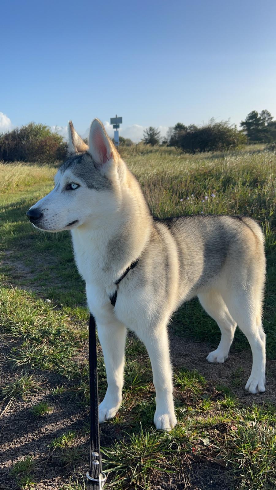 Siberian husky Balkan billede 4