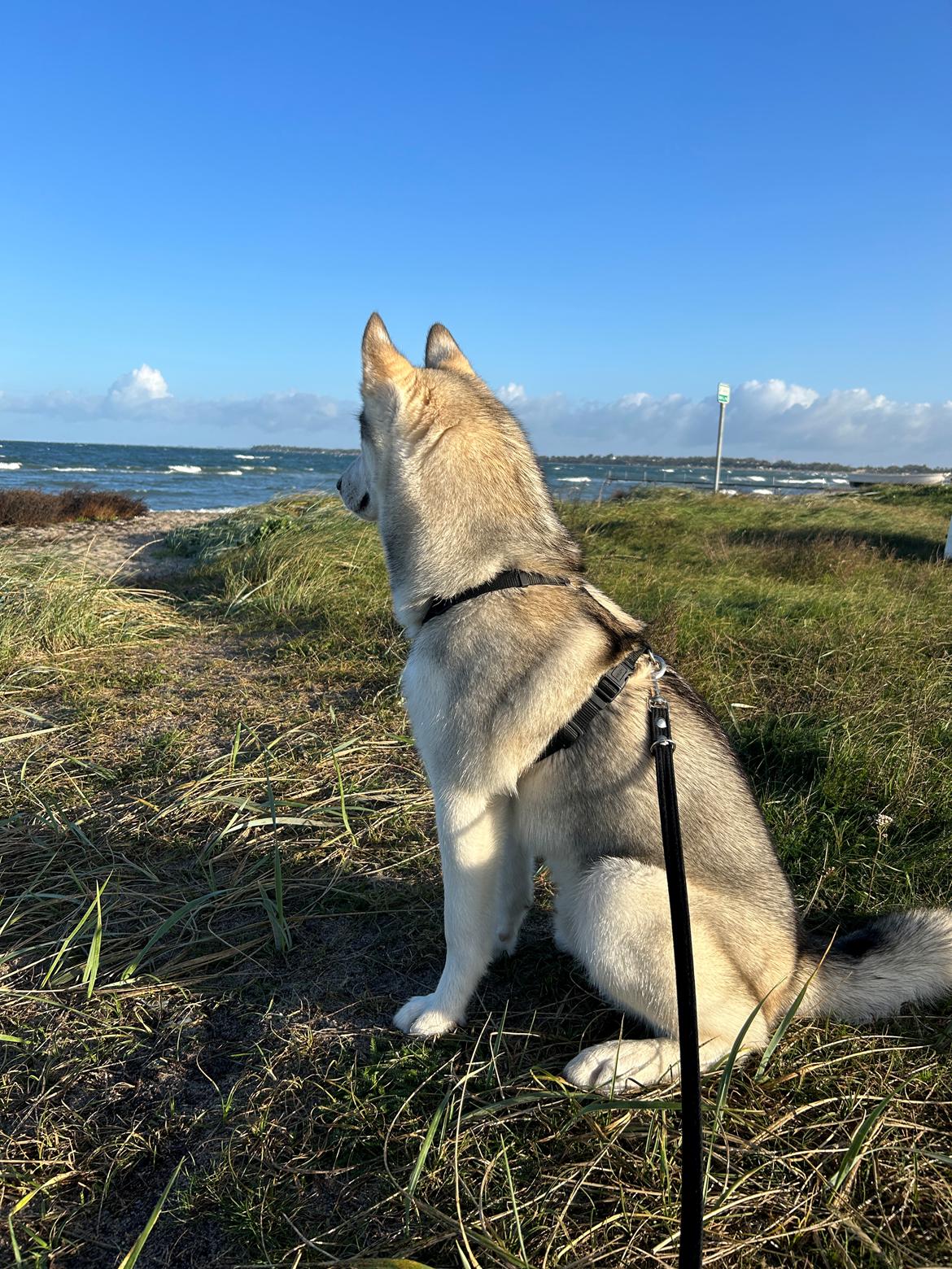 Siberian husky Balkan billede 3