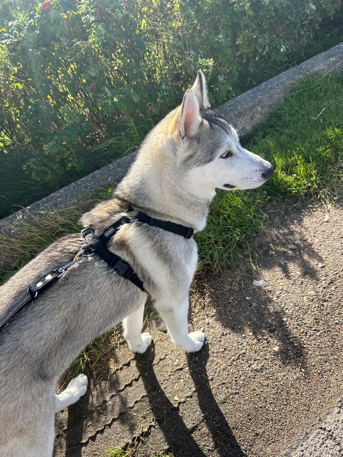 Siberian husky Balkan billede 5