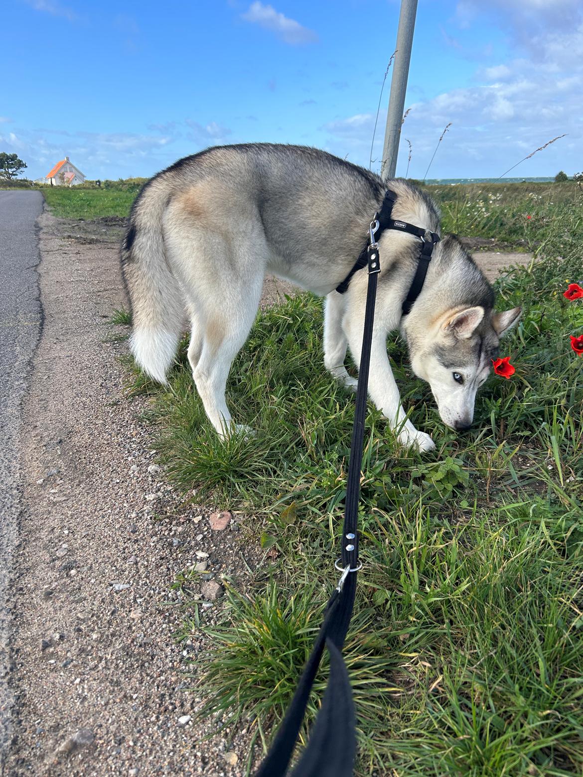 Siberian husky Balkan billede 10