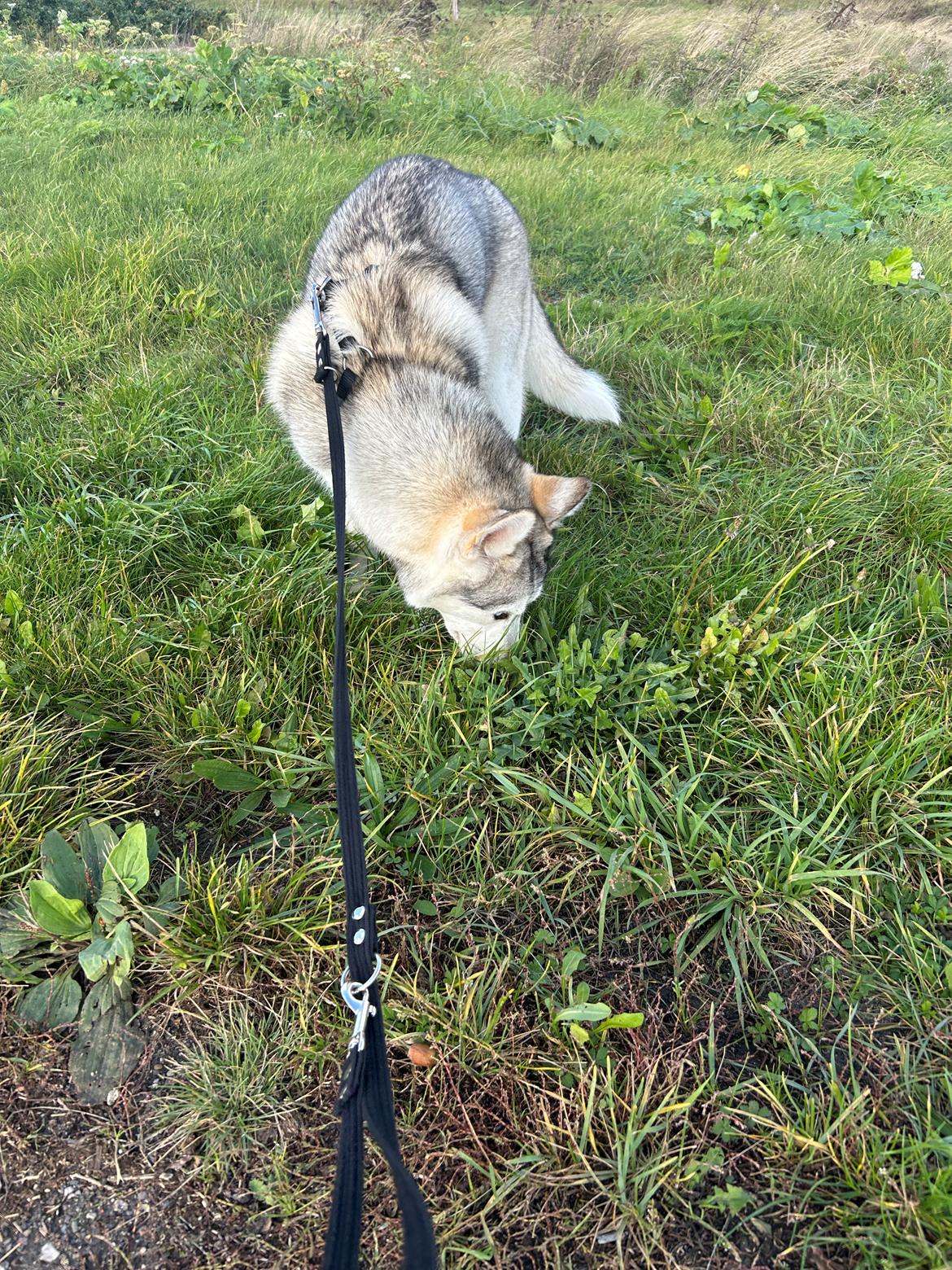 Siberian husky Balkan billede 11