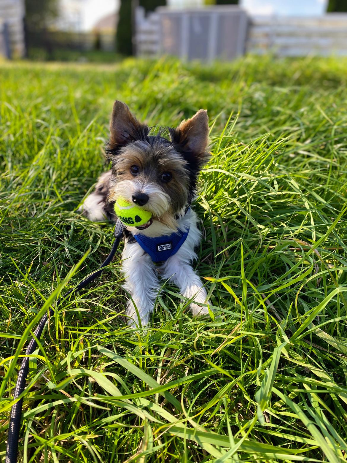 Biewer yorkshire terrier Viggo billede 16