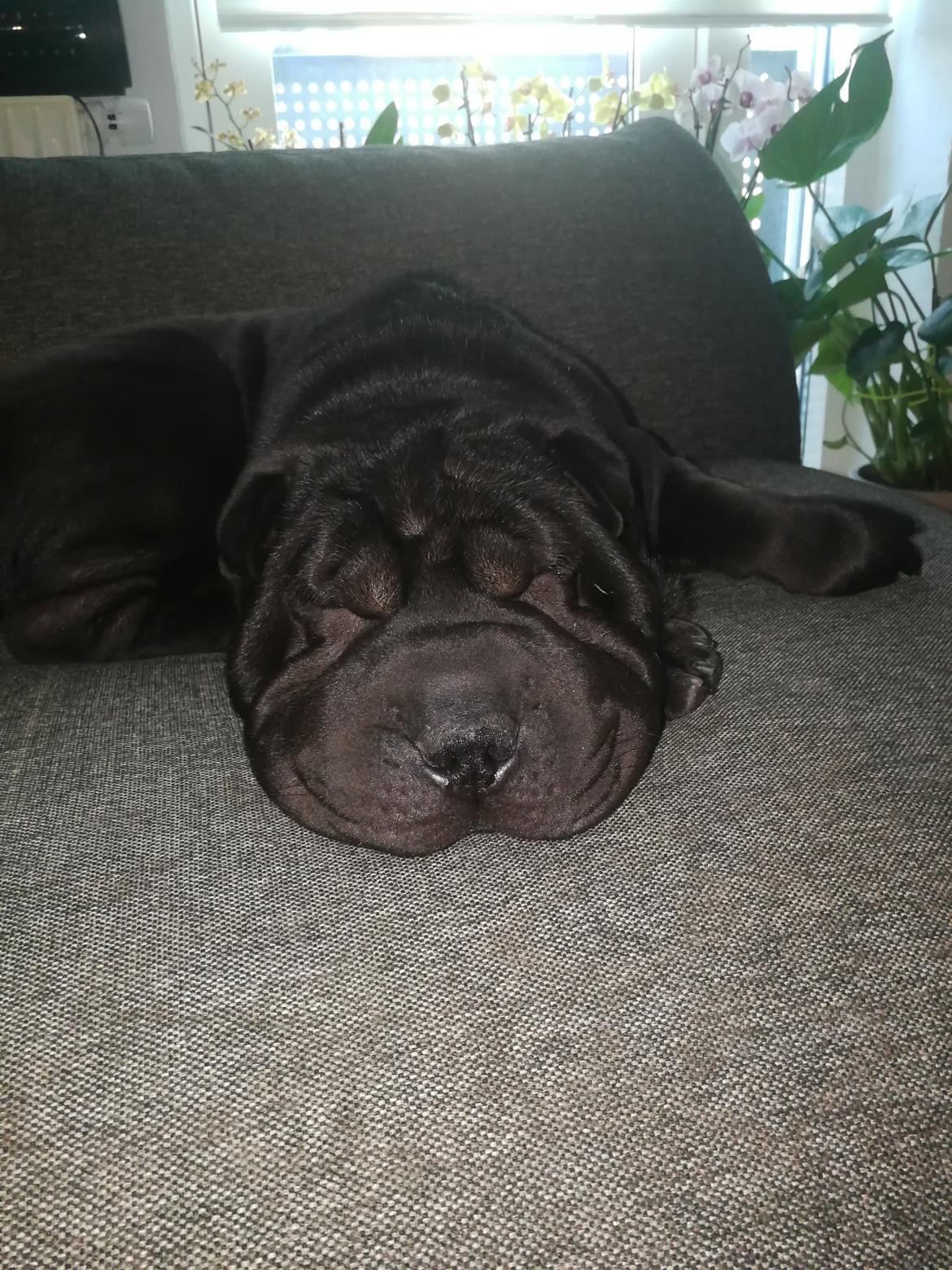 Shar pei Muffin  billede 1