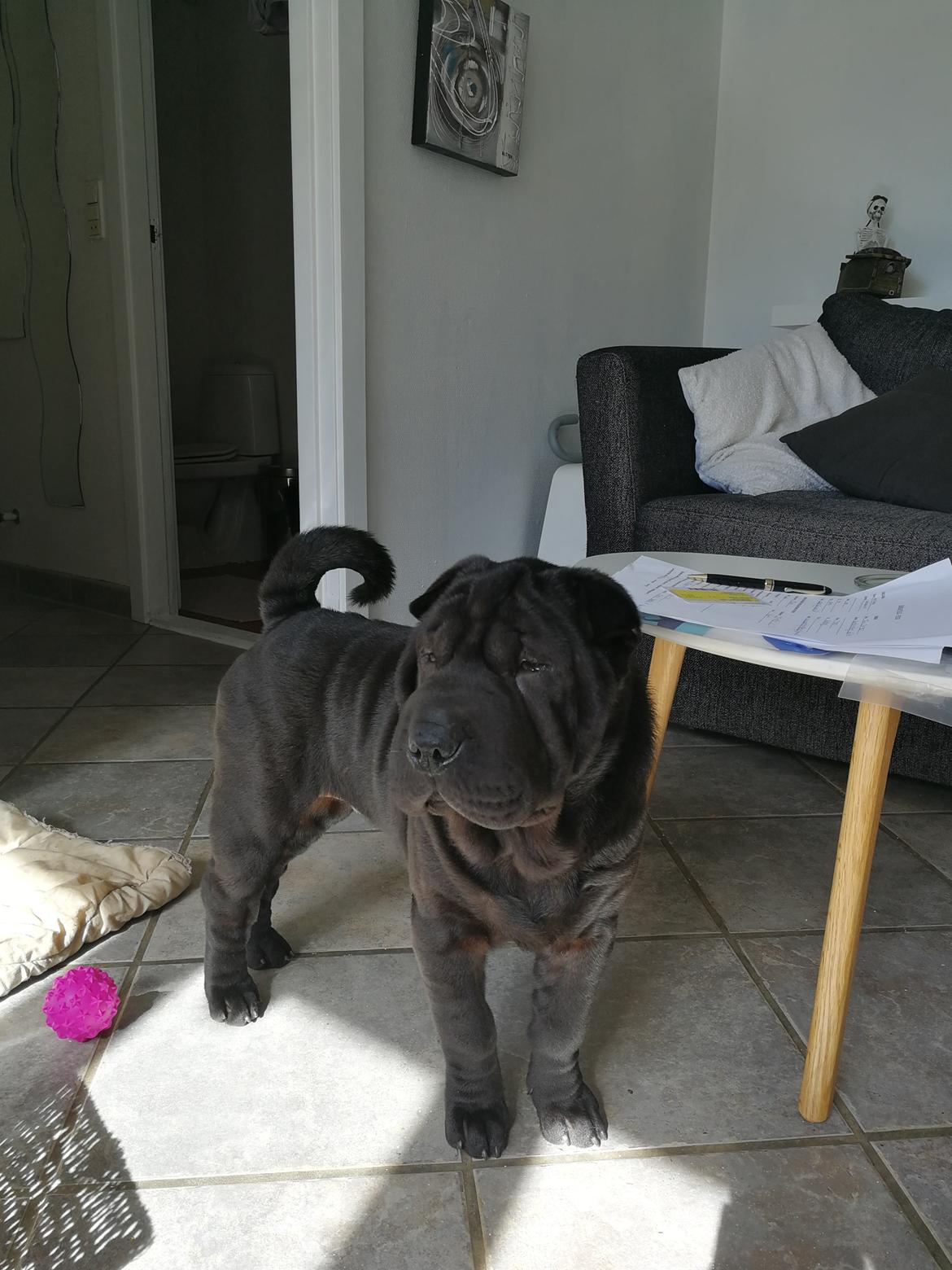 Shar pei Muffin  billede 2