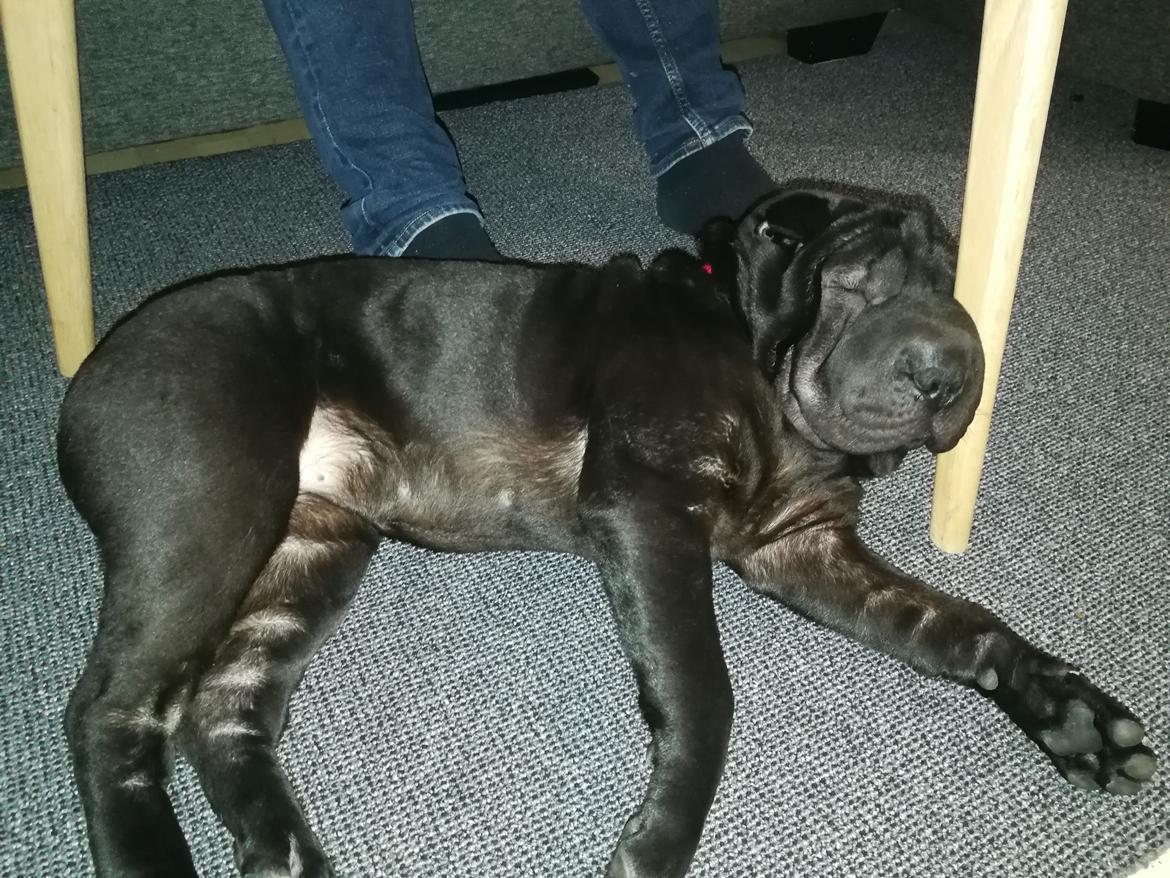 Shar pei Muffin  billede 5