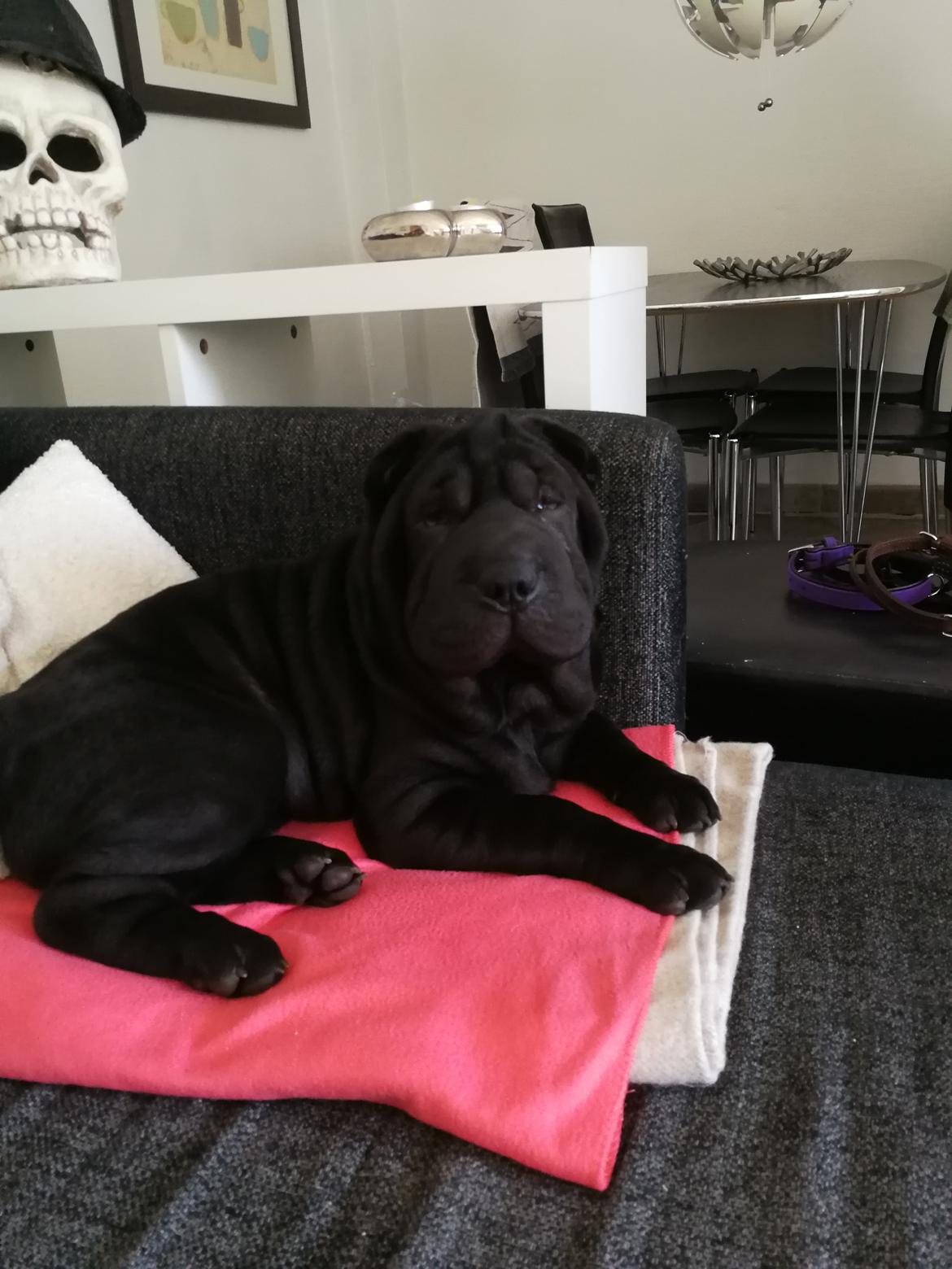 Shar pei Muffin  billede 7