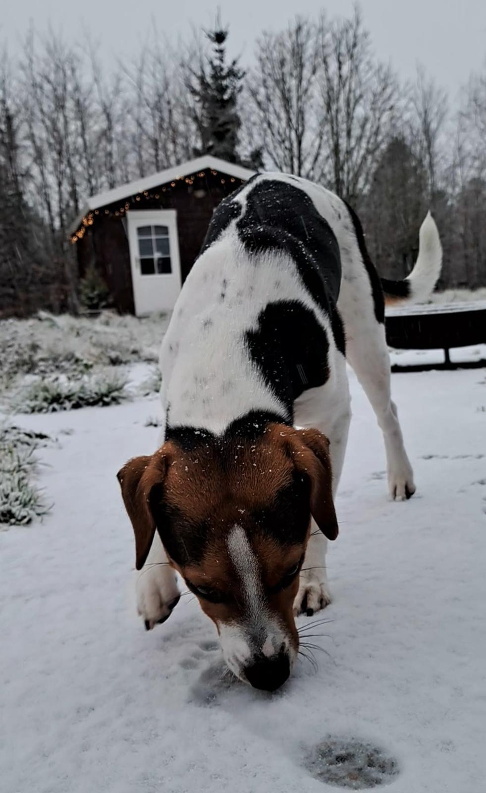 Dansk svensk gaardhund Eddie R.I.P. - 26. november 2023 - Eddie's første sne. billede 31