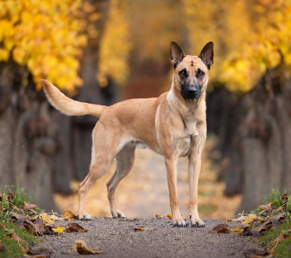 Blanding af racer Kendo - Fra fotograf i november kort inden Kendo's 1-års fødselsdag. Fotograf på Instagram: Hundefotografi billede 4