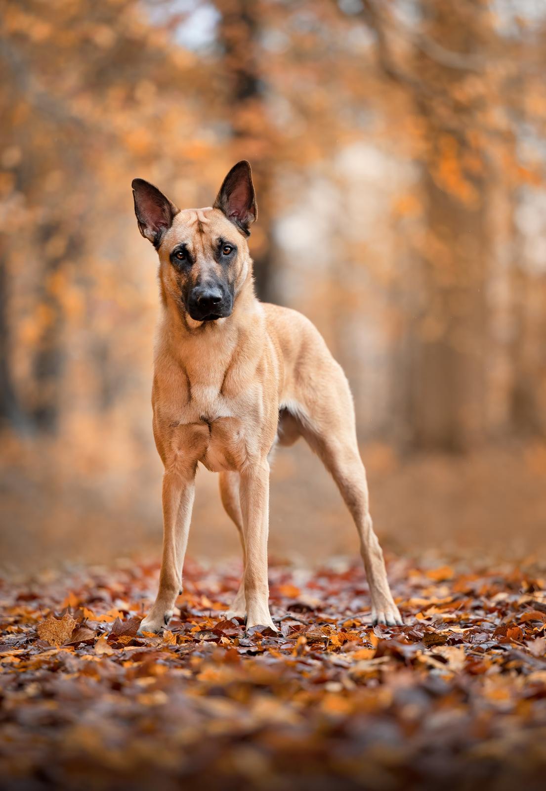 Blanding af racer Kendo - Fra fotograf i november kort inden Kendo's 1-års fødselsdag. Fotograf på Instagram: Hundefotografi billede 3