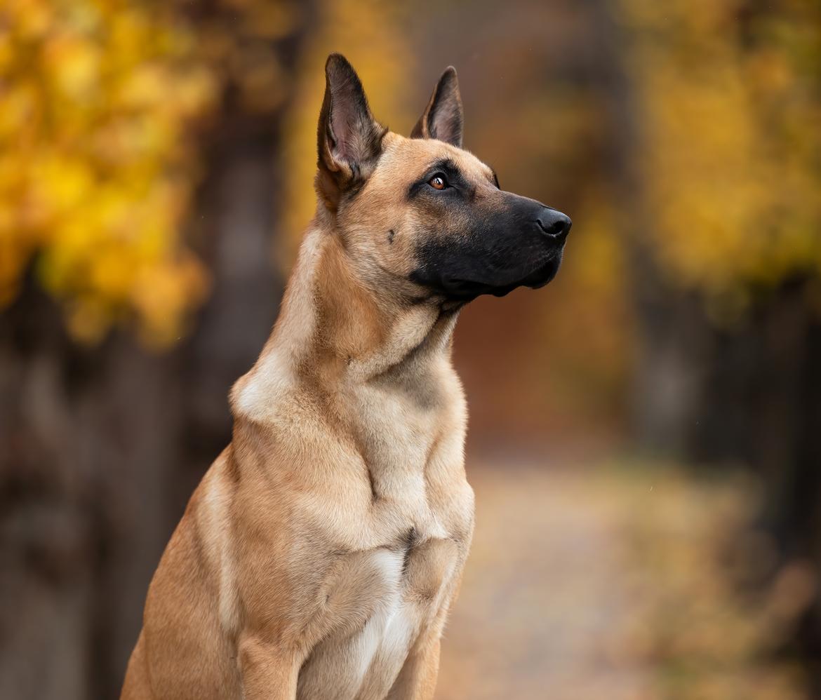 Blanding af racer Kendo - Fra fotograf i november kort inden Kendo's 1-års fødselsdag. Fotograf på Instagram: Hundefotografi billede 1