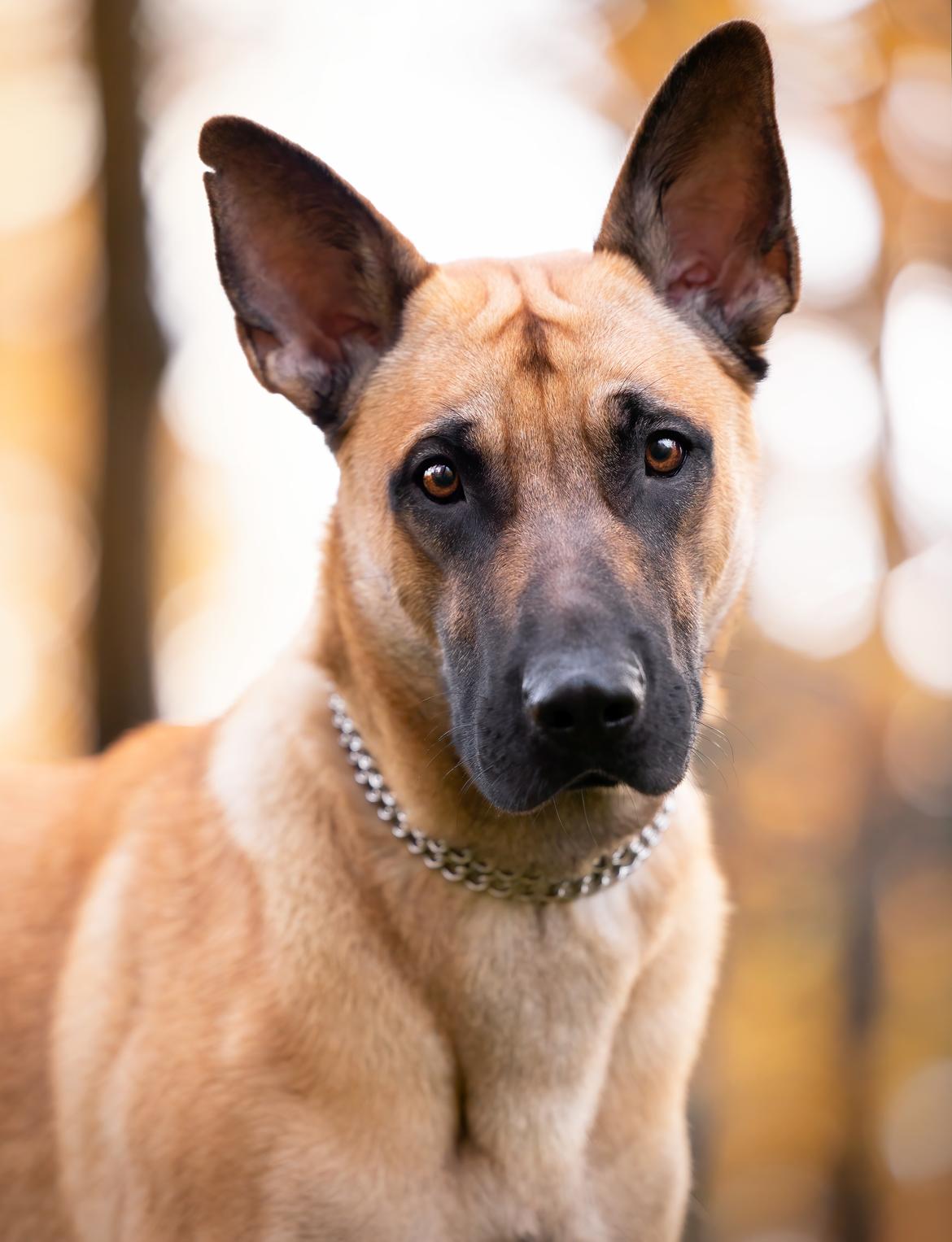 Blanding af racer Kendo - Fra fotograf i november kort inden Kendo's 1-års fødselsdag. Fotograf på Instagram: Hundefotografi billede 2