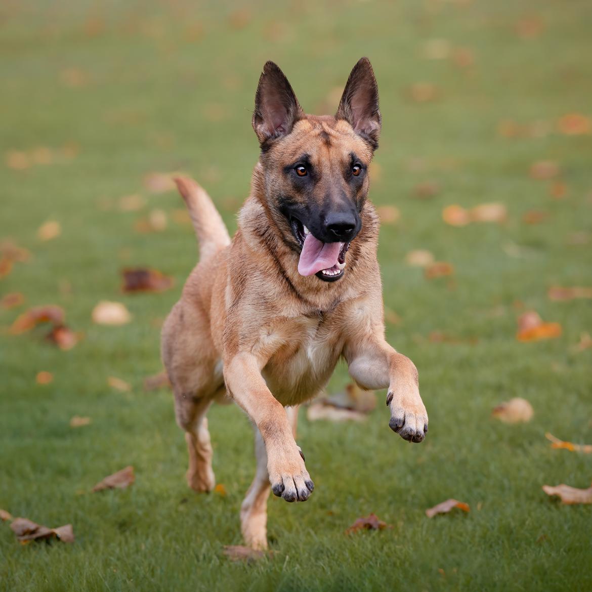 Blanding af racer Kendo - Fra fotograf i november kort inden Kendo's 1-års fødselsdag. Fotograf på Instagram: Hundefotografi billede 5