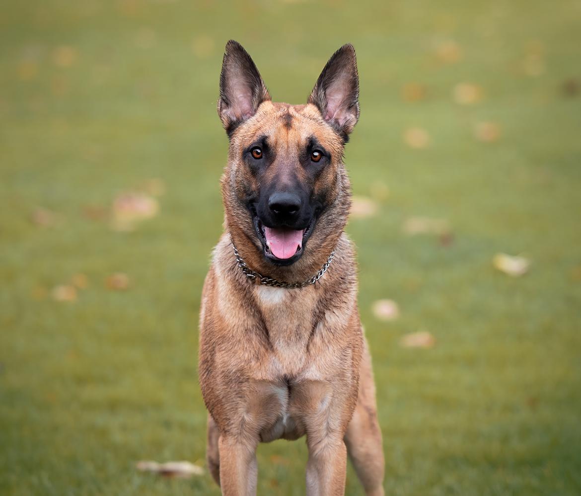 Blanding af racer Kendo - Fra fotograf i november kort inden Kendo's 1-års fødselsdag. Fotograf på Instagram: Hundefotografi billede 6