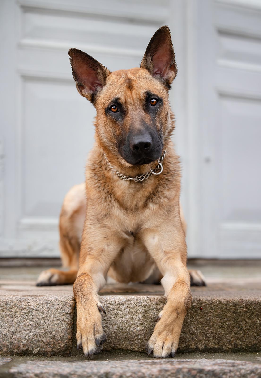 Blanding af racer Kendo - Fra fotograf i november kort inden Kendo's 1-års fødselsdag. Fotograf på Instagram: Hundefotografi billede 7