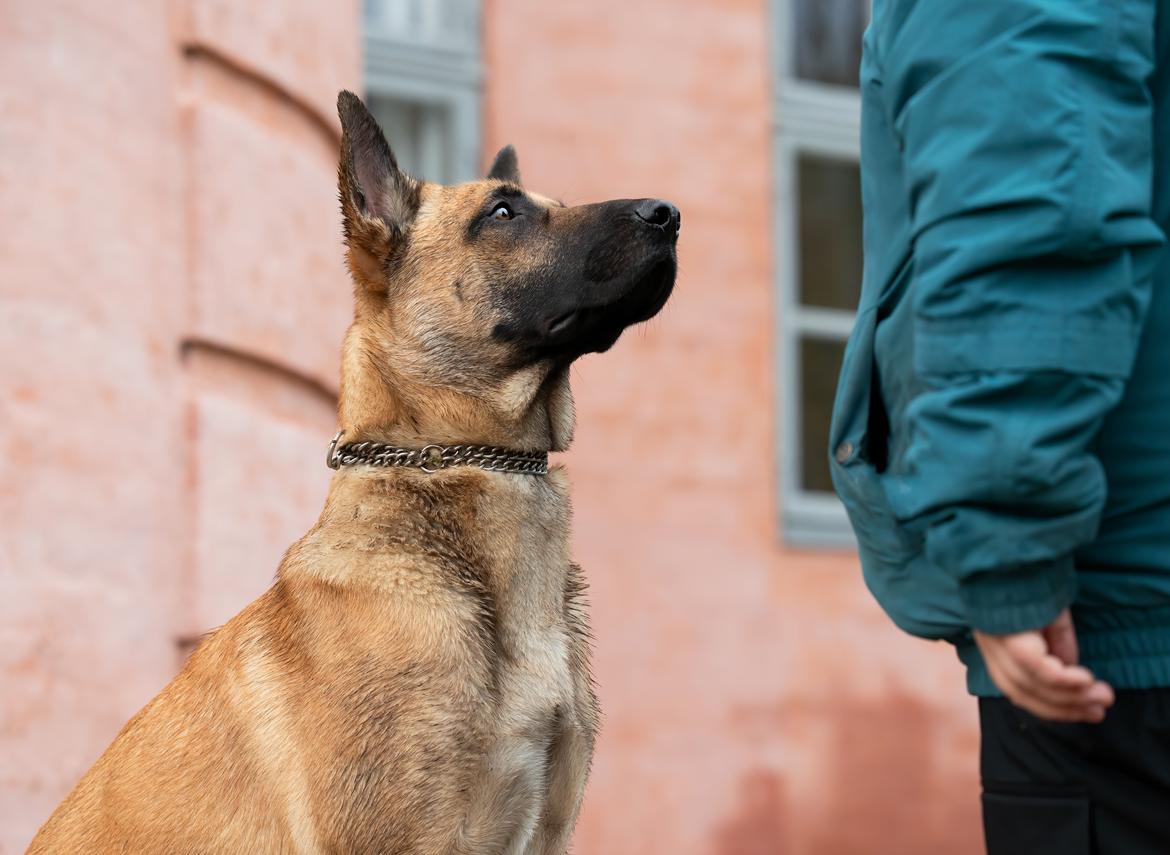 Blanding af racer Kendo - Fra fotograf i november kort inden Kendo's 1-års fødselsdag. Fotograf på Instagram: Hundefotografi billede 8