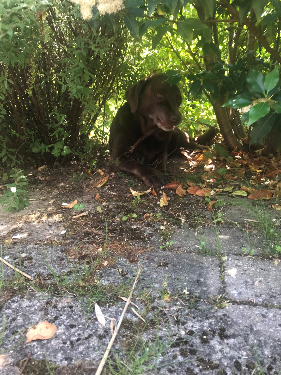 Labrador retriever Molli billede 18