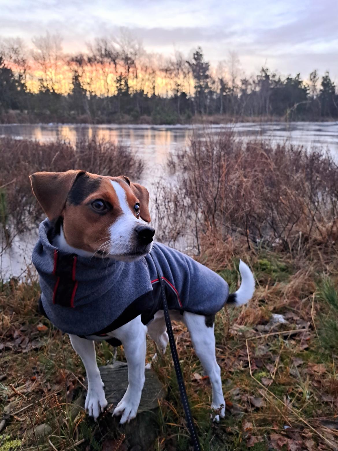 Dansk svensk gaardhund Eddie R.I.P. - 15. december 2023 billede 32