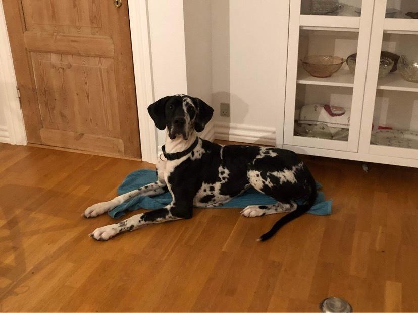 Grand danois Gigi billede 1